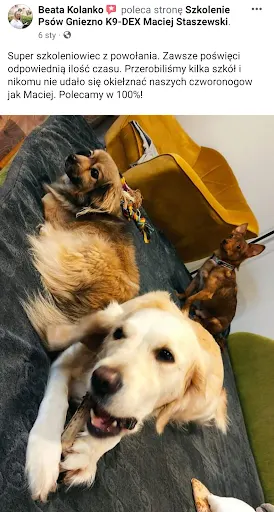 Maciej Staszewski Szkolenie Psów Gniezno K9-DEX